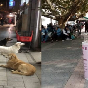 istanbul valiliginden sokak kopekleri talimati EWxf4Nyg