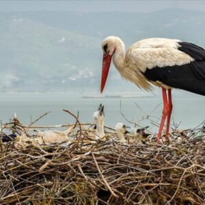 yaren leylegin yavrusu bati seriaya gitti 1DGrgNVb