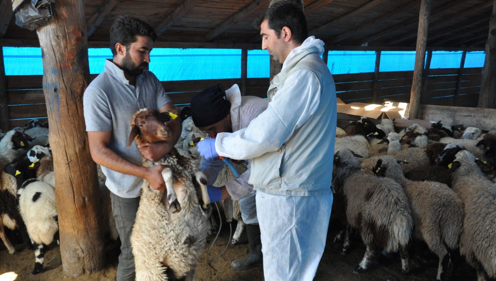 karsta kucukbas hayvanlara kayit altina aliniyor r6laiGAr