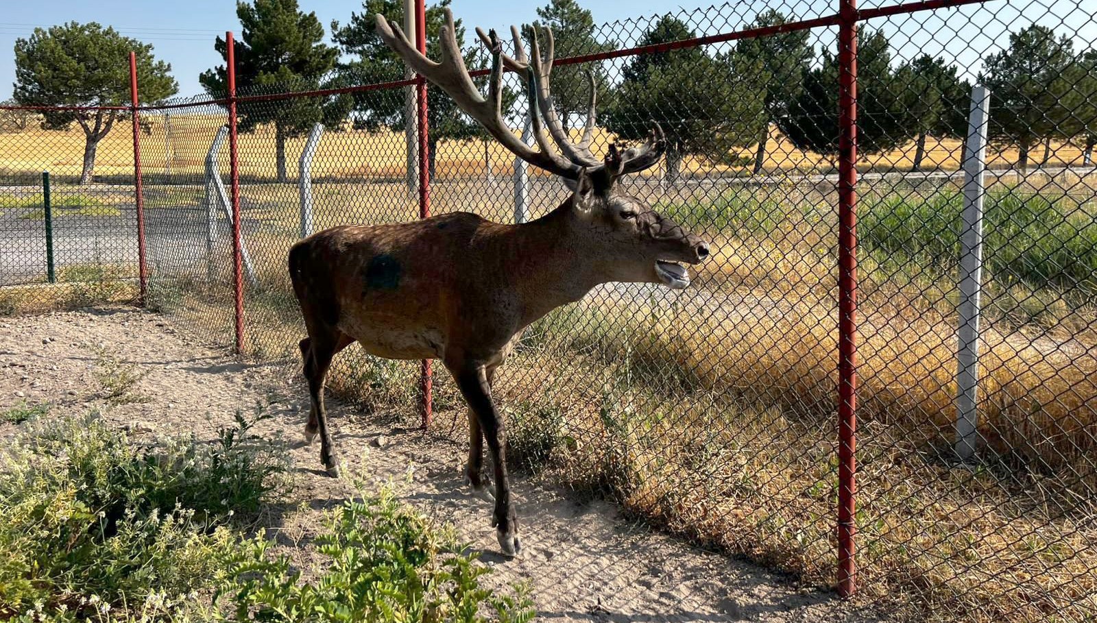 olumcul beyin kurdu salgini yeni test gelistirildi 2wu2gKED