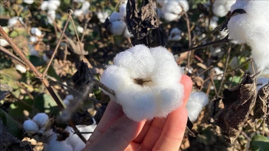 antalyanin pamugu kalitesiyle one cikiyor VUveq9Jc.jpg