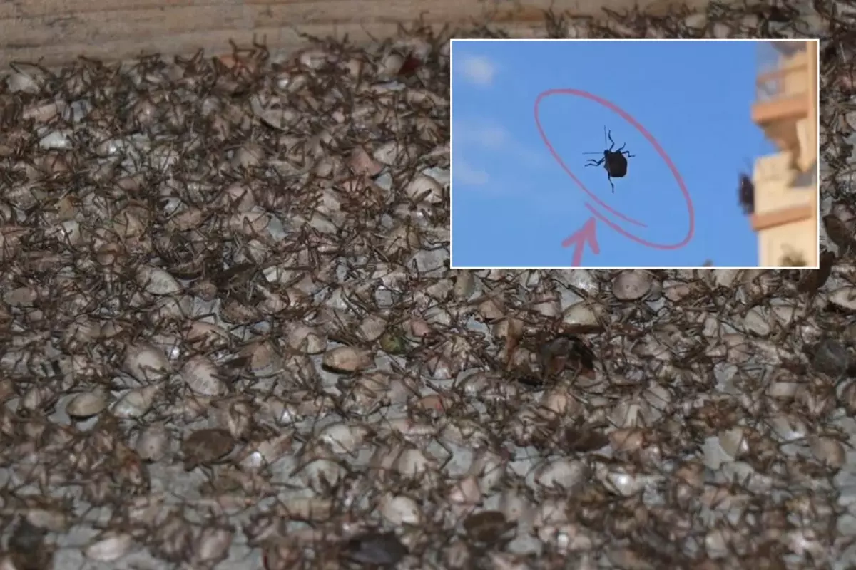 dunyanin sonunu getirecek bocek istanbulda goruldu gFpRk2PF.jpg