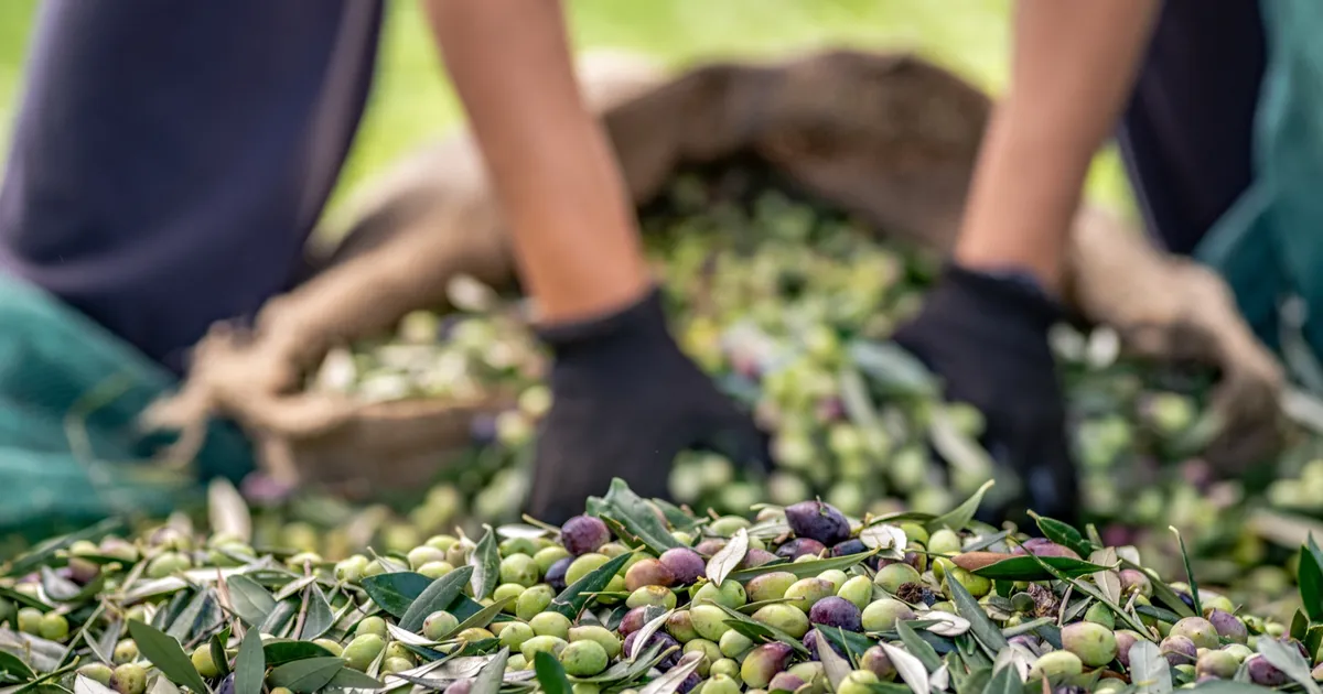 sofralik zeytin ihracatinda 255 milyon dolarlik tarihi rekor LhxaeLki