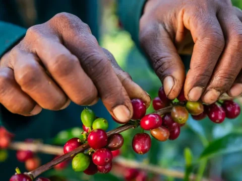 Kahve üretimi tehlikede. Sıcaklıklar düşmüyor, fiyat yükseliyor