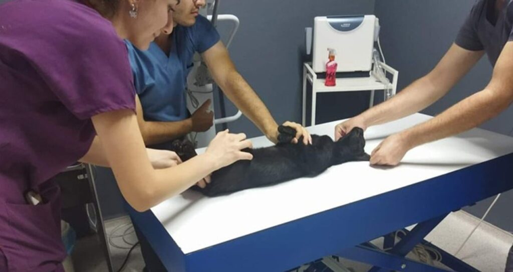 sokak-kedilerini-vuran-komsuya-5-ay-hapis-7wTwYEvv