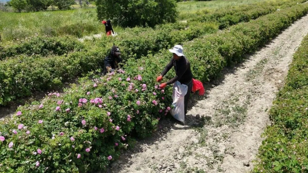Isparta’nın pembe hazinesinin değeri dudak uçuklattı! 4 ton gülden elde ediliyor: Kilosu 645 bin TL’ye alıcı buluyor
