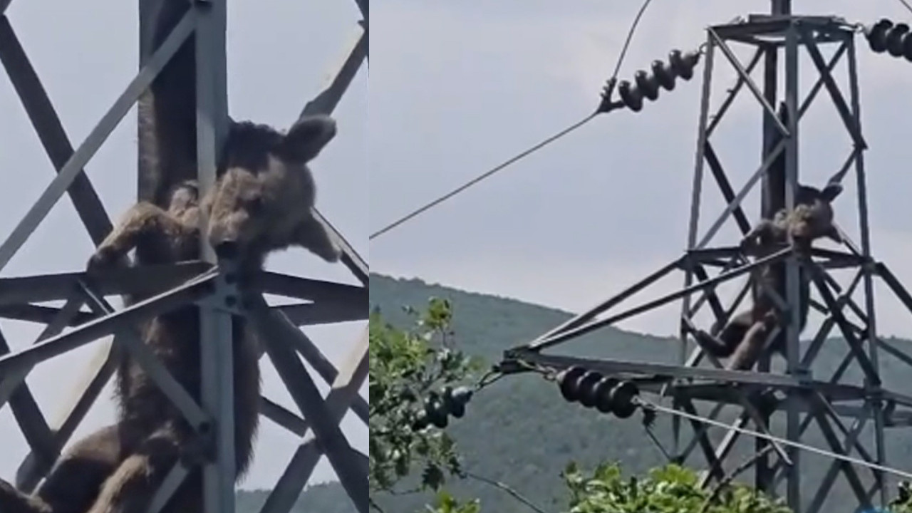 Direkteki ayı gören cep telefona sarıldı: Her kez yeni bir avın peşinde mi düşündü: Ama gerçek başka çıktı Img