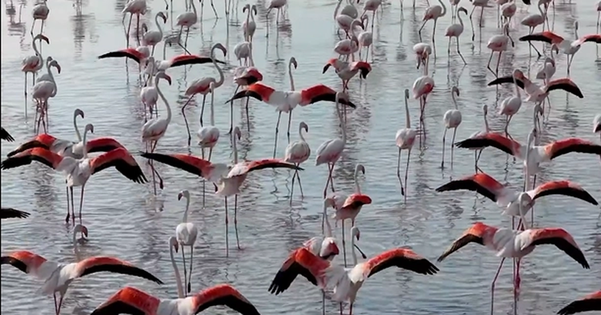 Tuz Gölü’nde flamingo sevinci Img