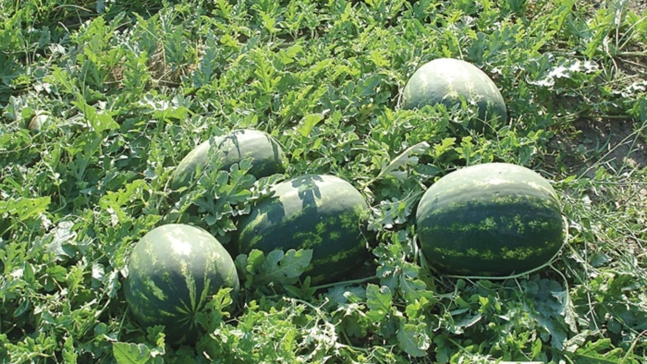 Maliyet artıyor fiyat yerinde sayıyor! Karpuzda imkansız denklem Img